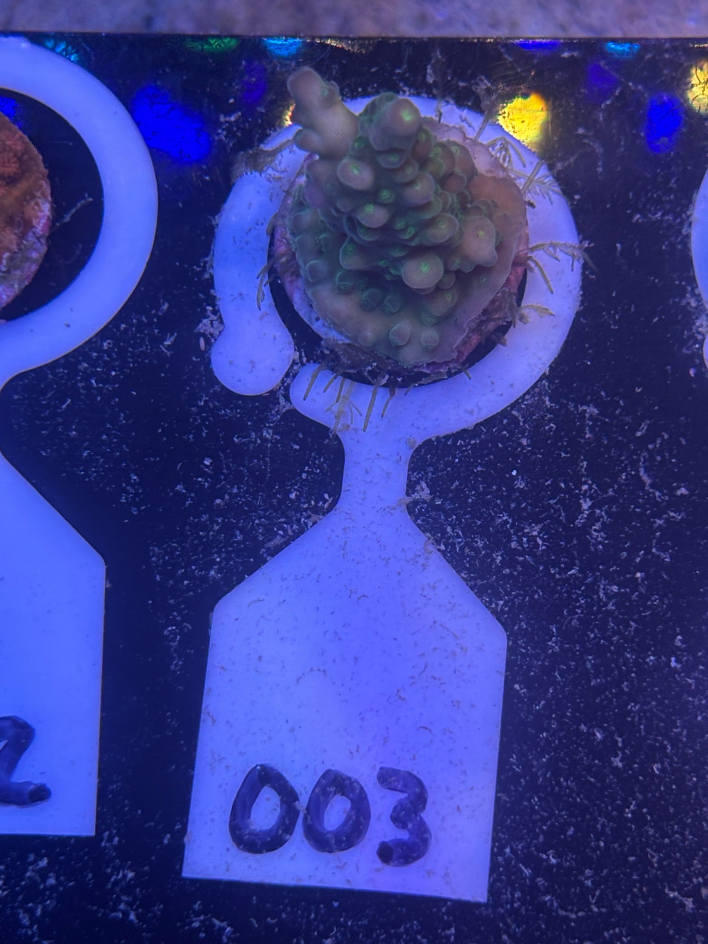 WYSWIYG Acropora florida