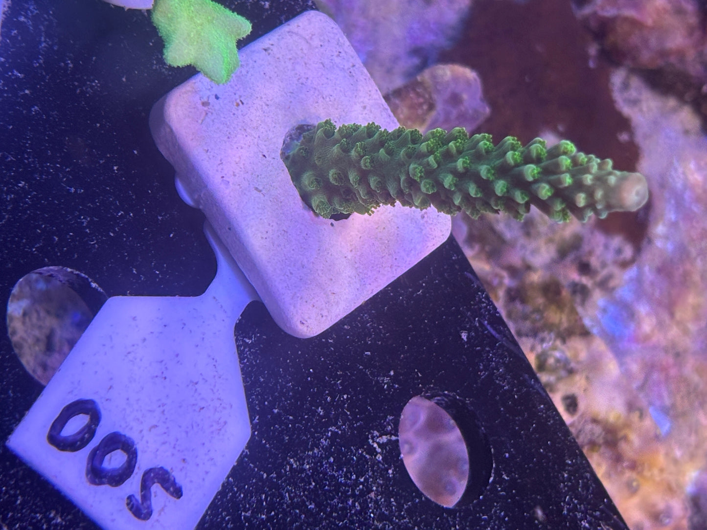 005 WYSWIYG Green Bali Slimer Acropora
