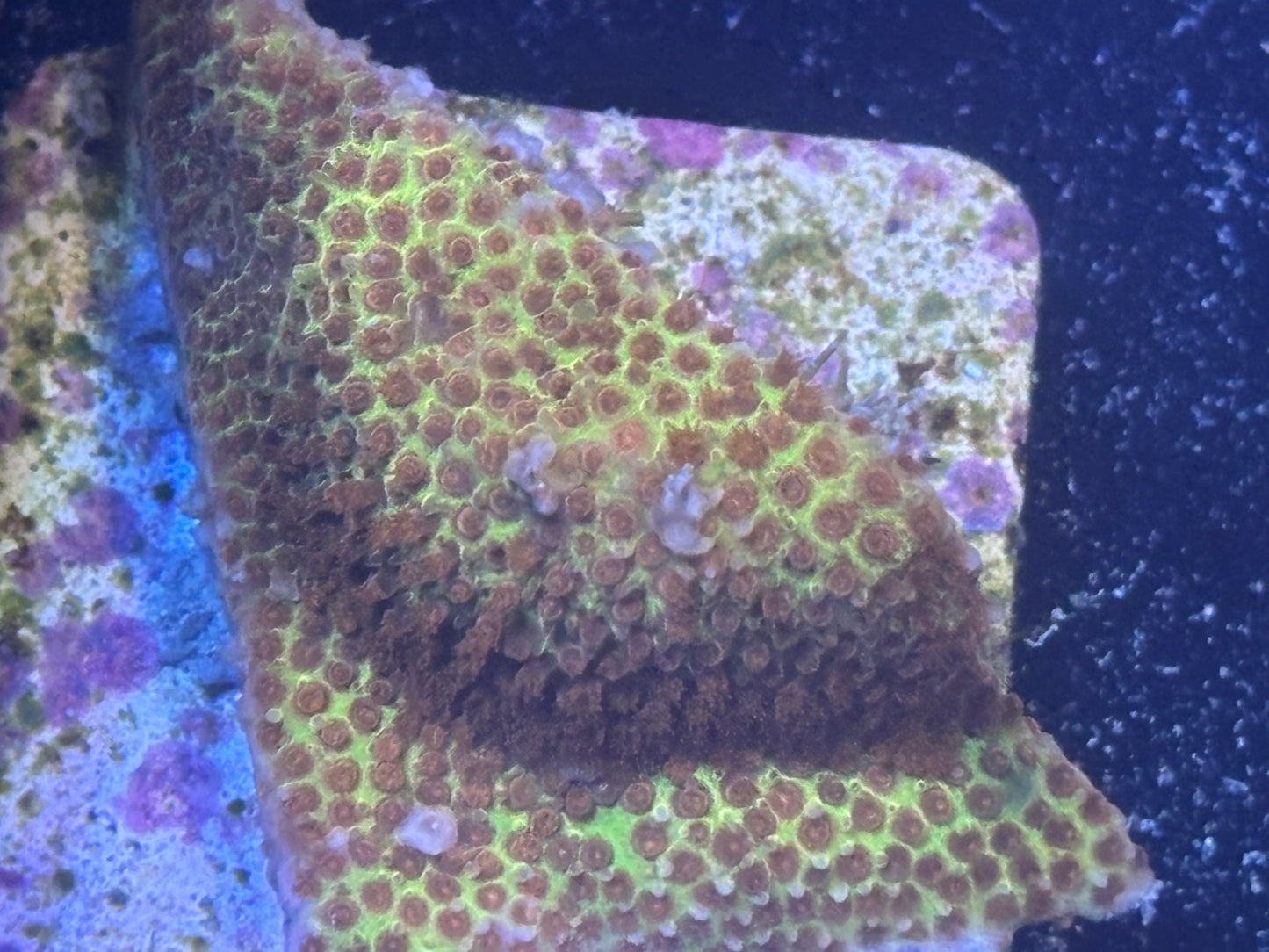 011 WYSWIYG Sunset Stylocoeniella