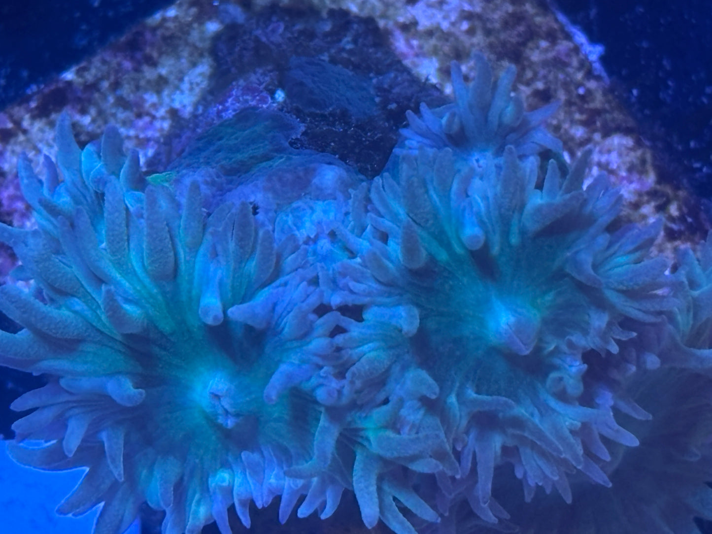 012 WYSWIYG Blue Duncan