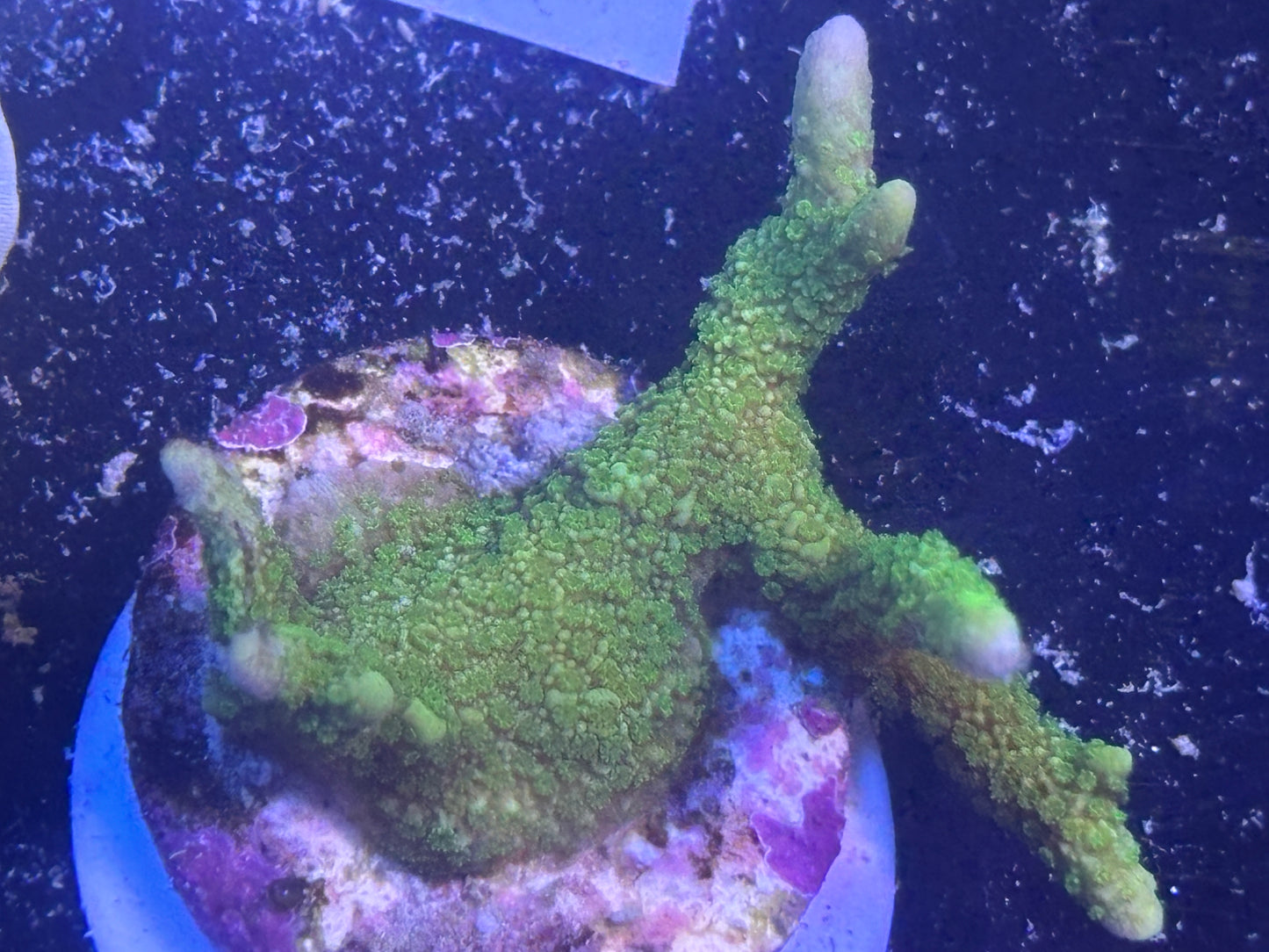 020 WYSWIYG Green Montipora Digita