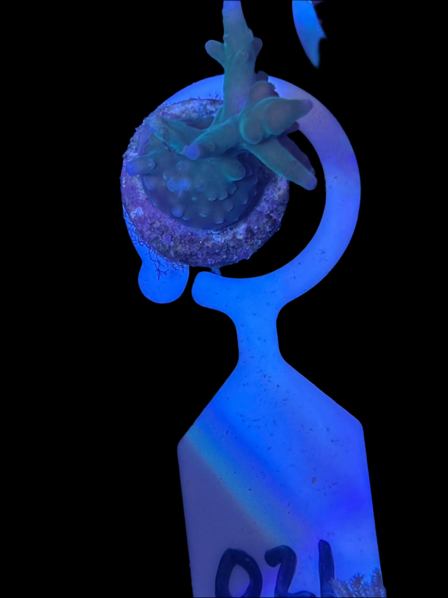 021 WYSWIYG Blue Bottlebrush Acropora