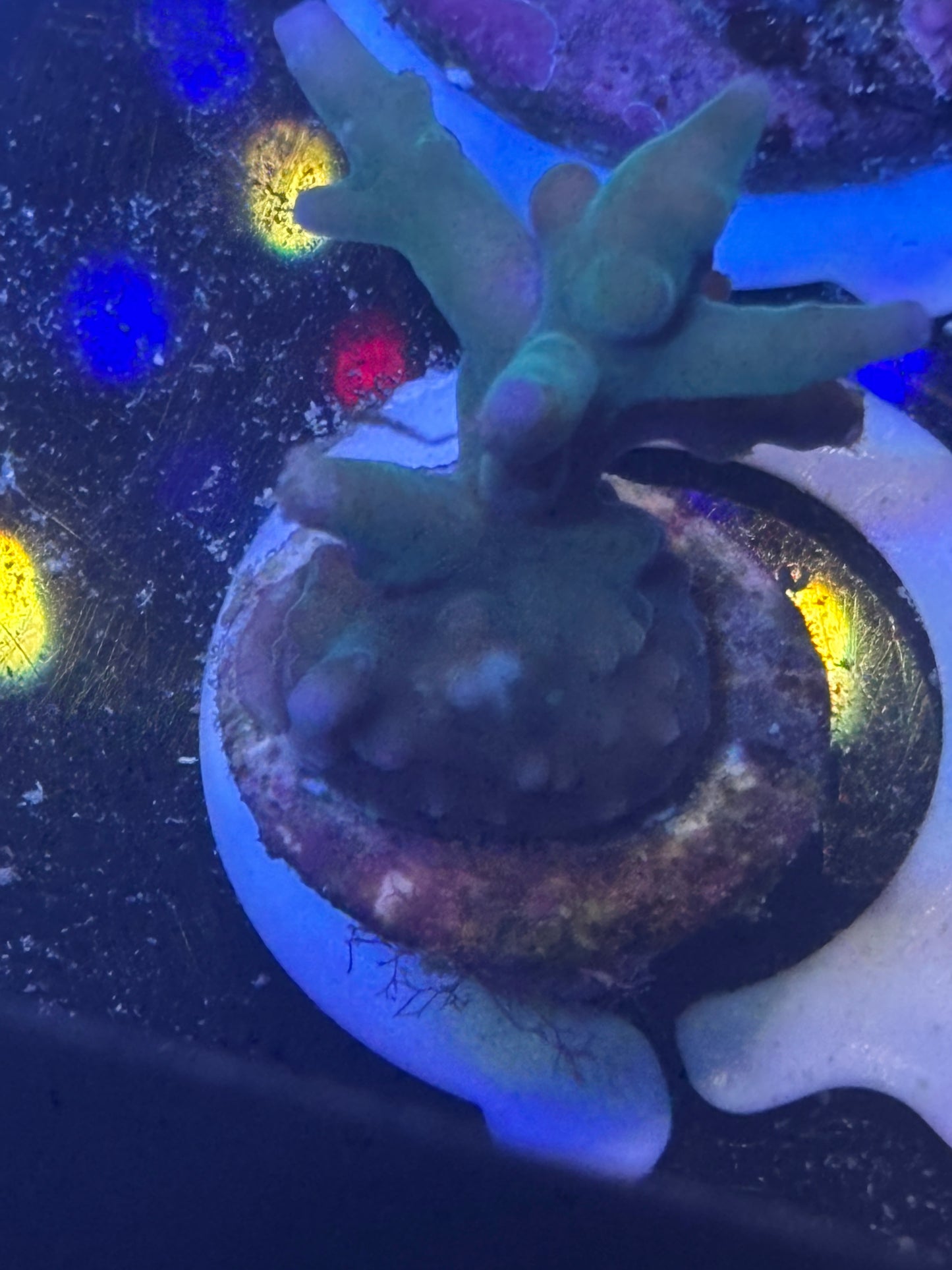 WYSWIYG Blue Bottlebrush Acropora