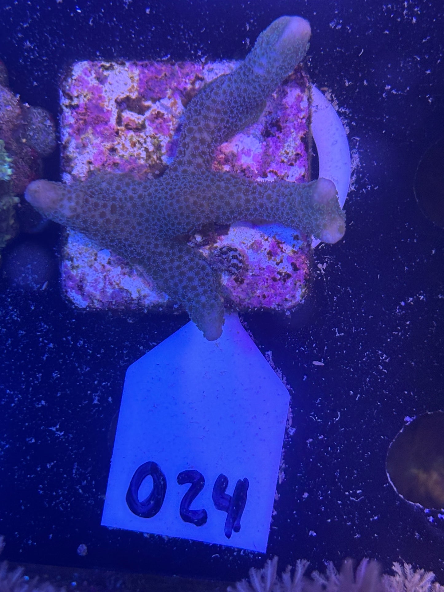 024 WYSWIYG Blue Montipora Digitata