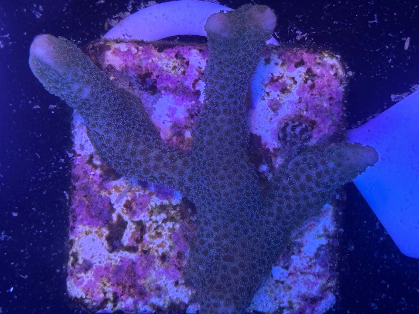024 WYSWIYG Blue Montipora Digitata