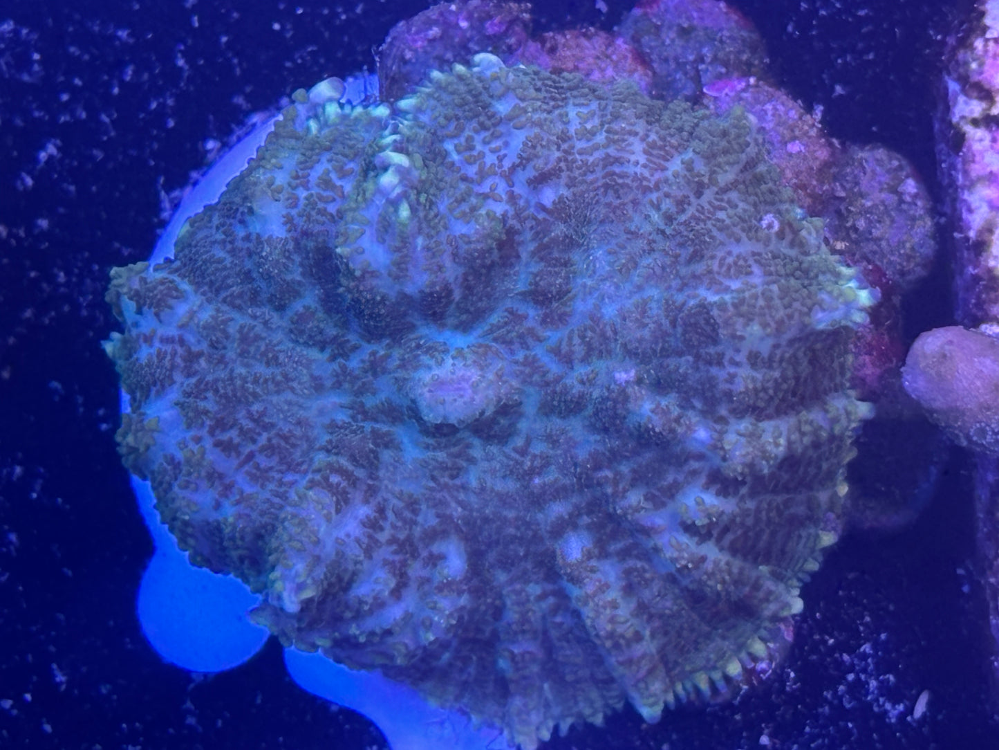 025 WYSWIYG Rhodactus Mushroom