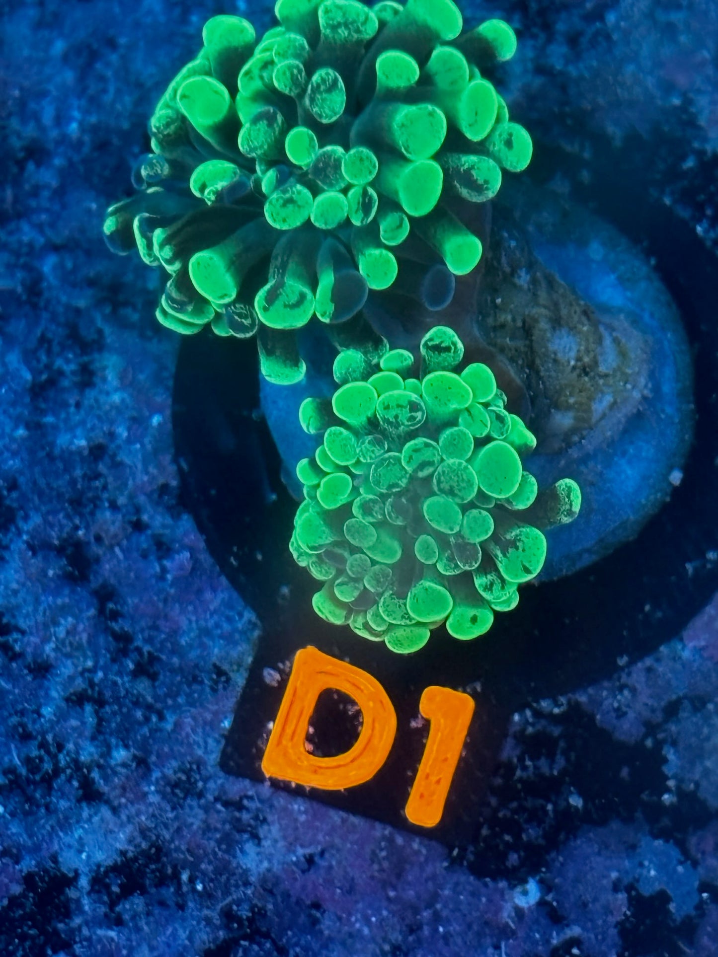 WYSIWYG Splatter Branching Hammer Coral | D9