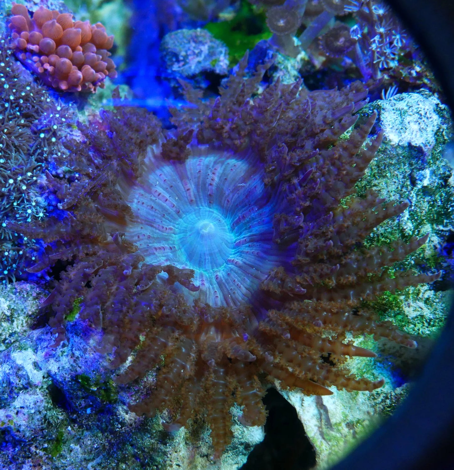 Borneman Rock Flower Anemone
