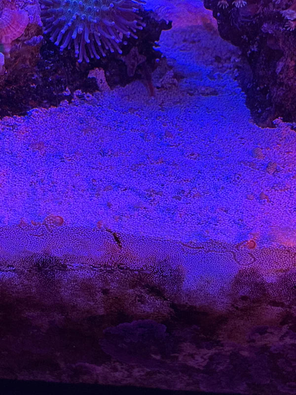 Live Sand Seed Starter- 2LB (~3lb with seawater)