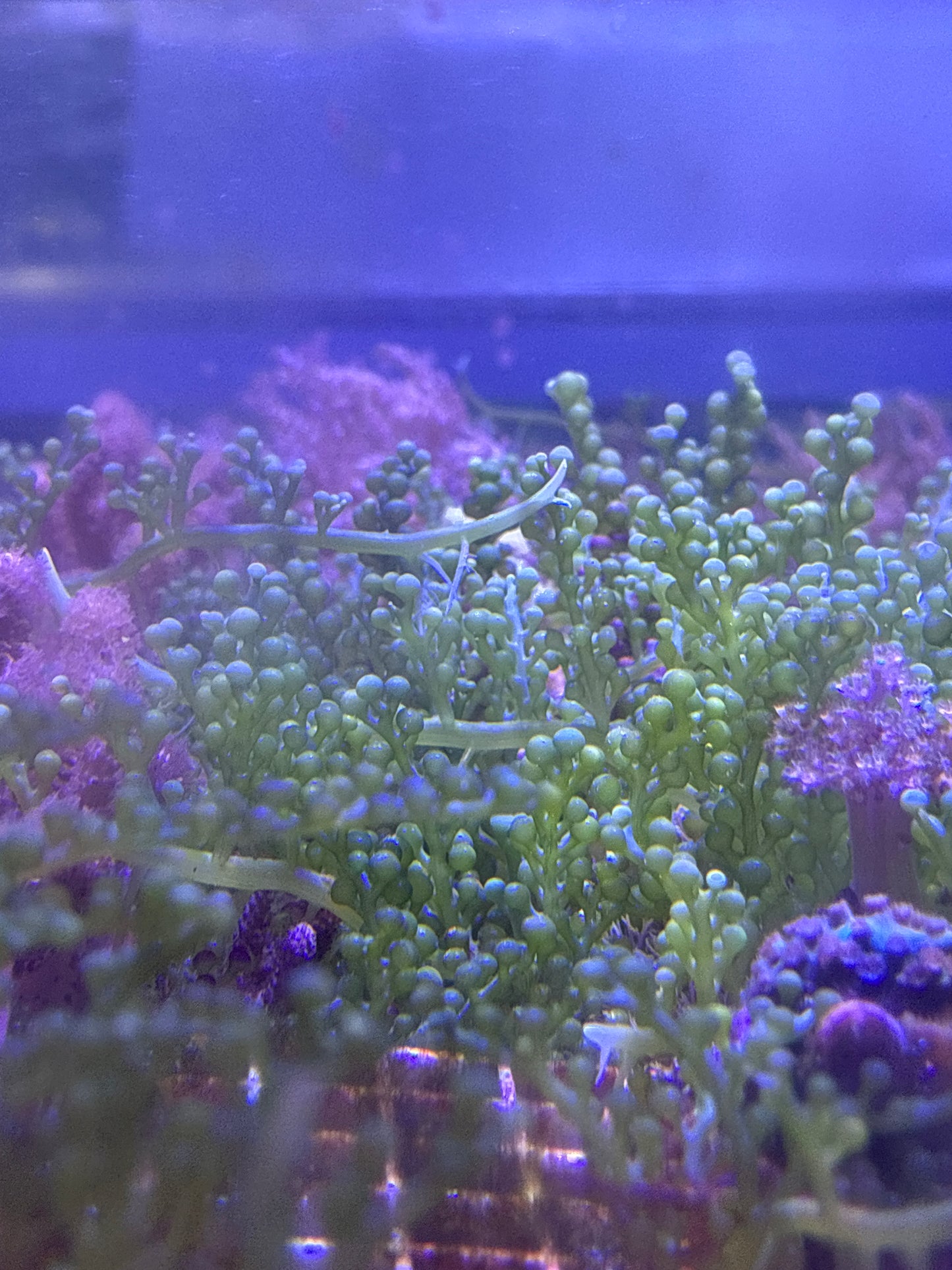 Macro Algae - Multiple Variants.