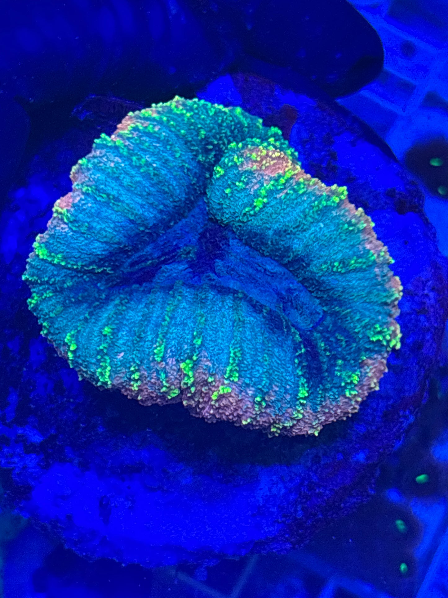 Multicolor Lobophyllia - Brain Coral