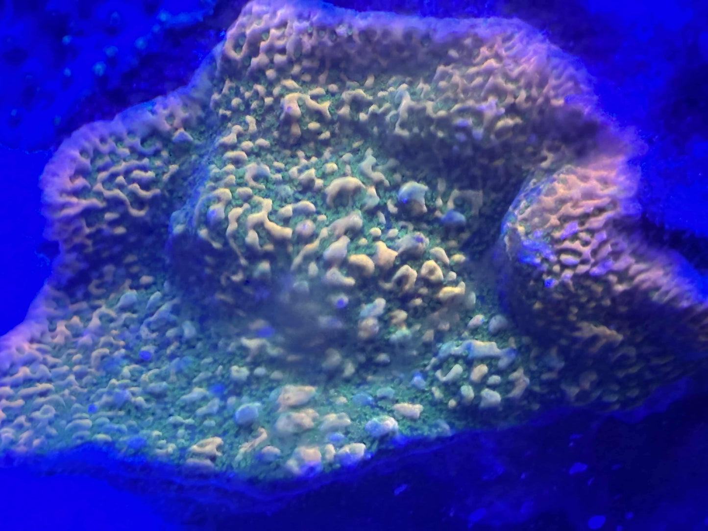 Kung Pao Montipora
