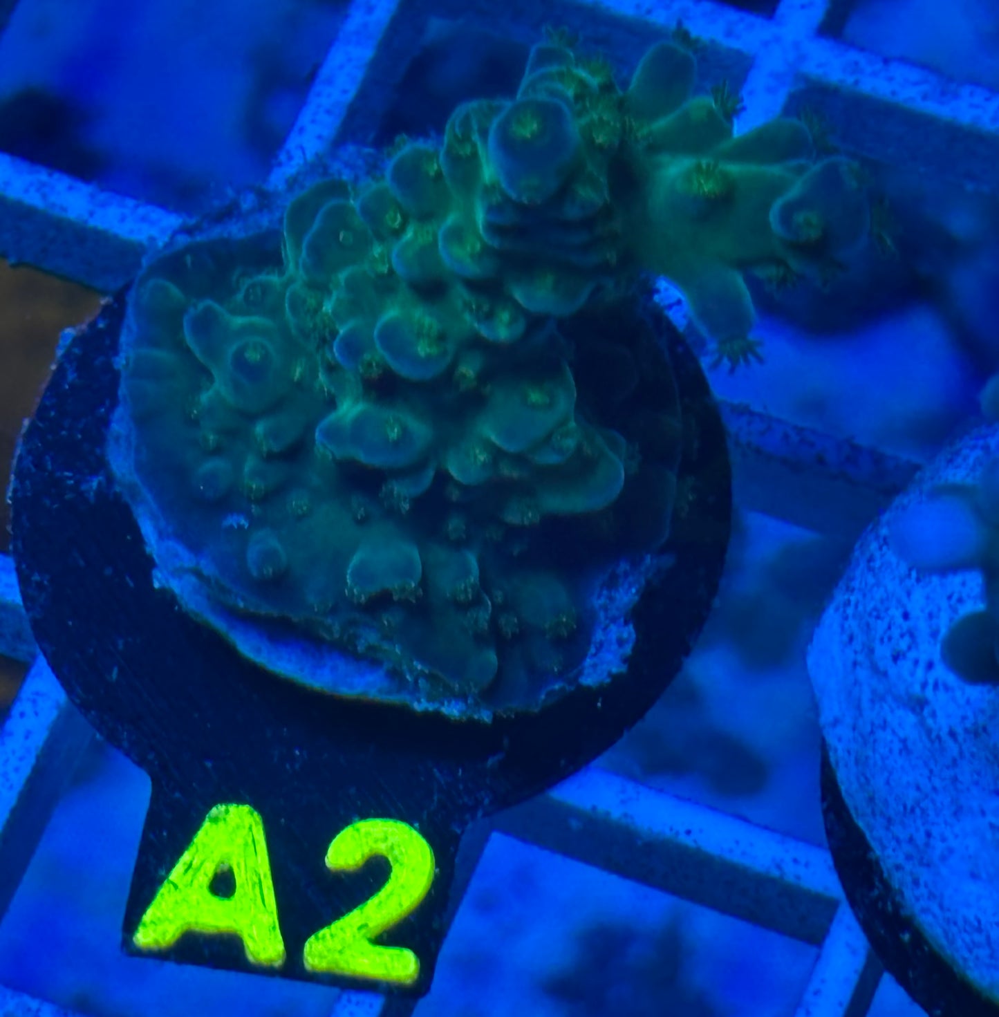 A2 - Toxic Green - Florida Acropora - WYSIWYG