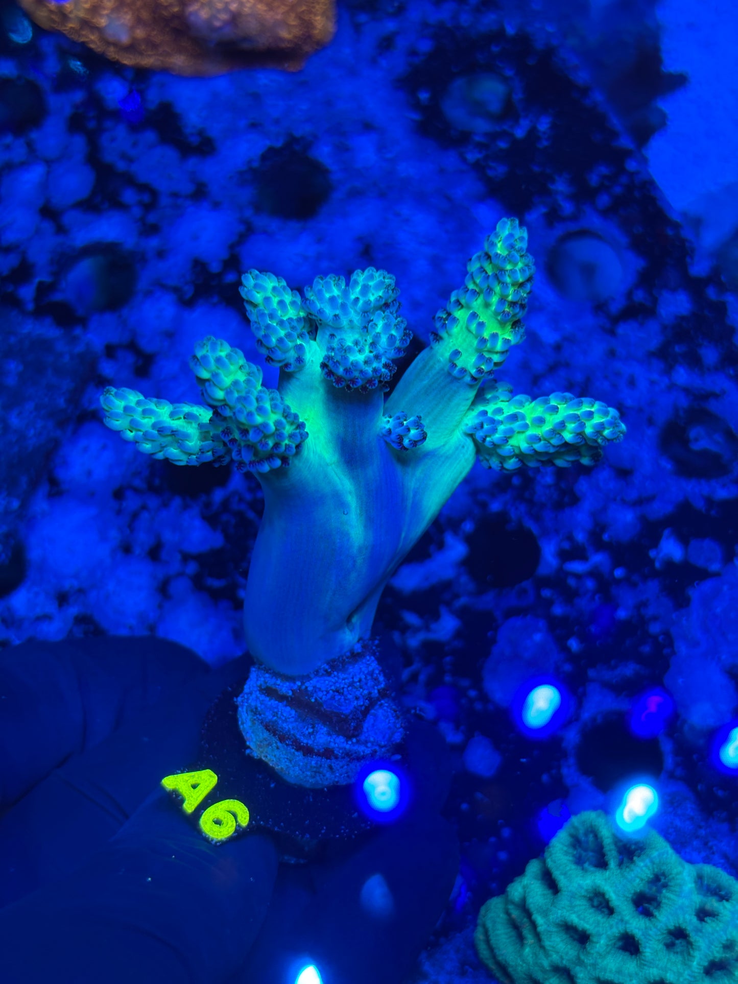 A6 - Green Kenya Tree - Soft - WYSIWYG