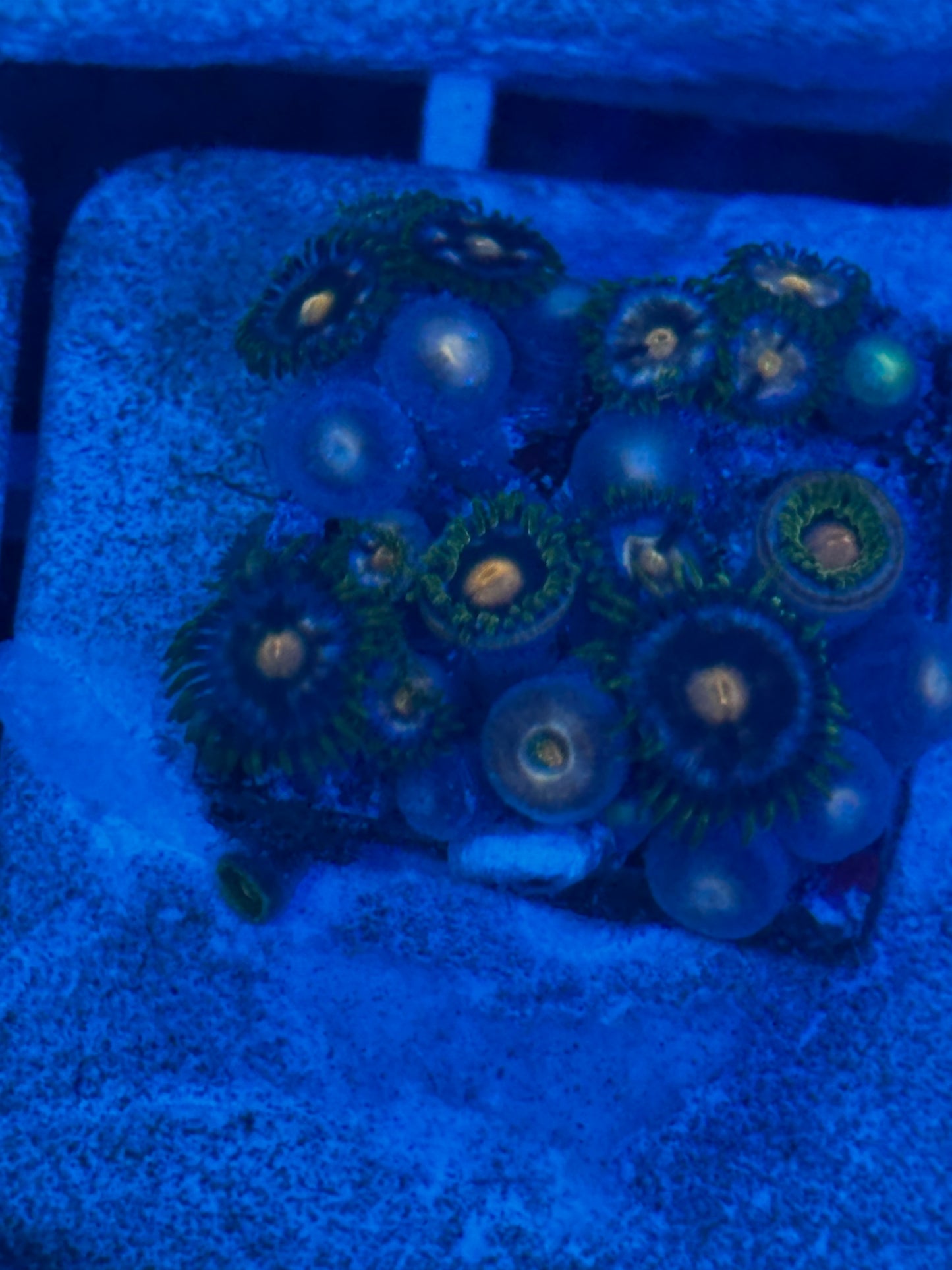 Blowpop Zoanthids