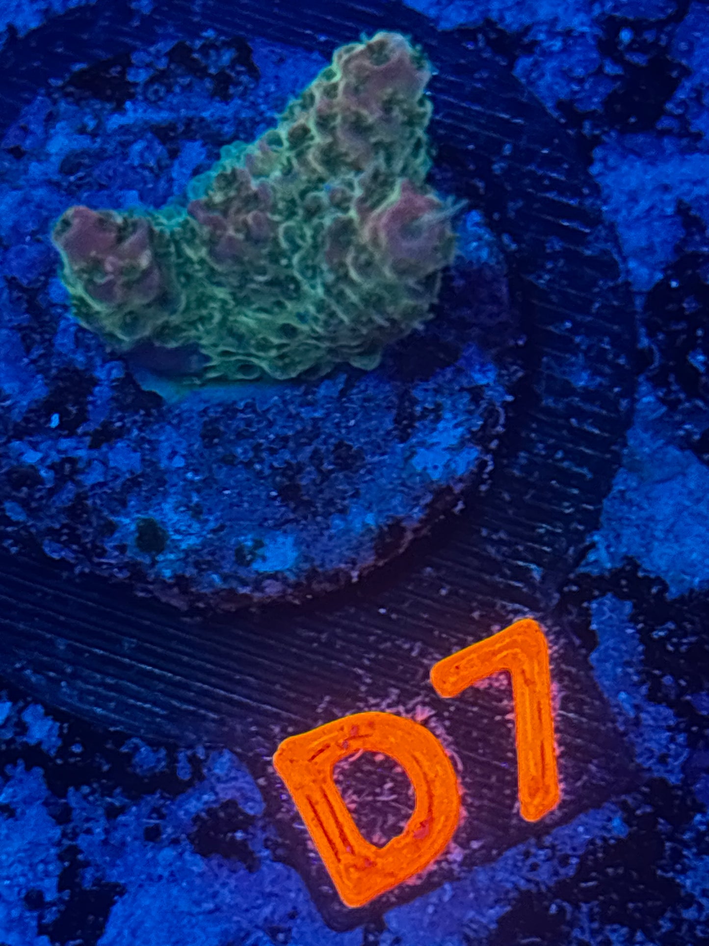 WYSIWYG (FDAR EDITION) Strawberry Fields Acropora