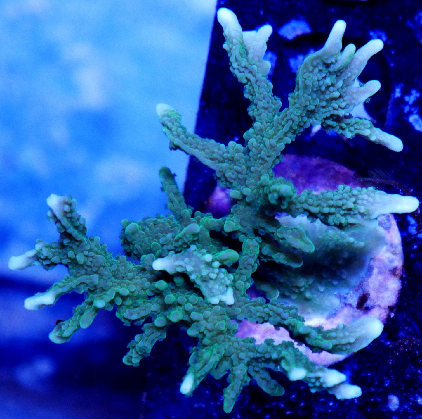 Elkhorn Montipora stellata WorldofReefs.com