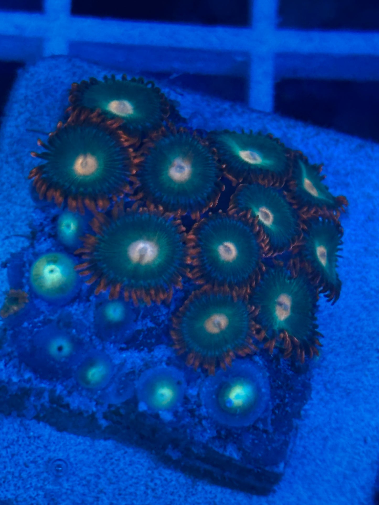 Gatorade Zoanthids