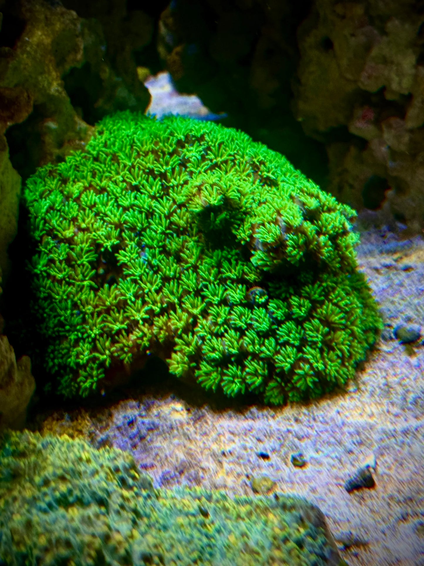 Green Galaxy Fasicularsis