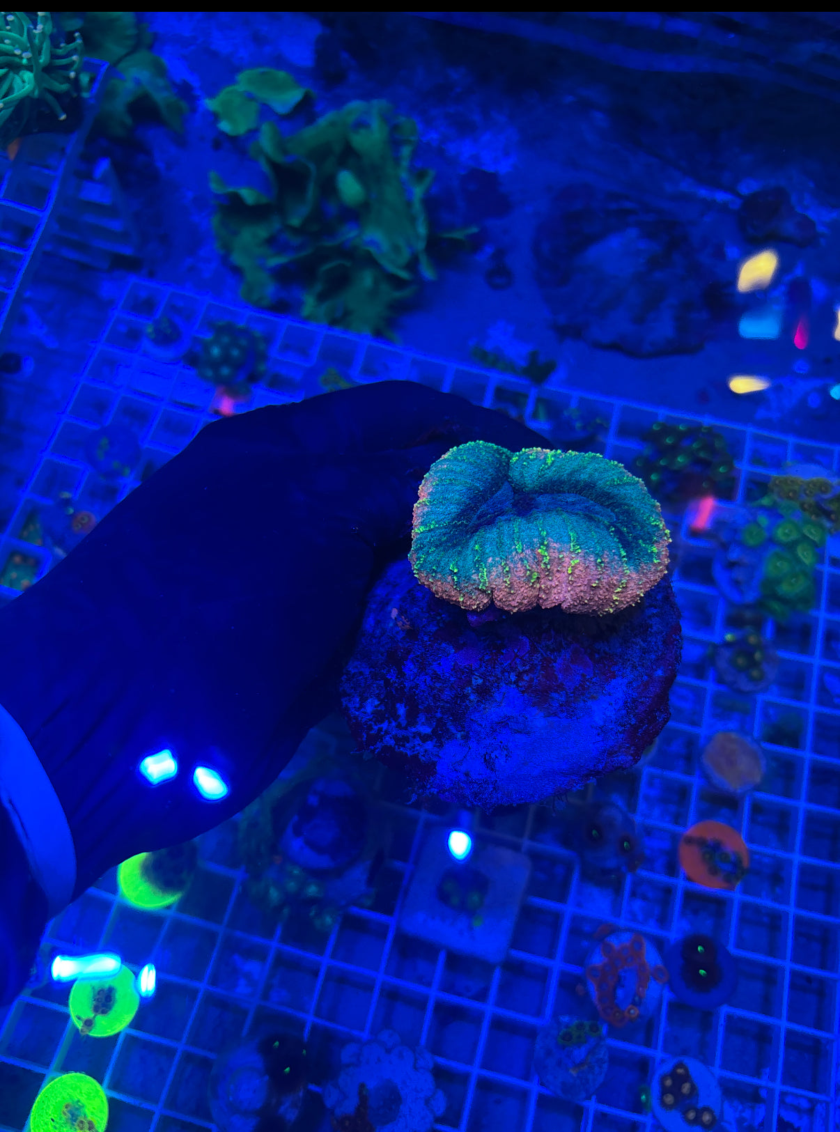 Multicolor Lobophyllia - Brain Coral