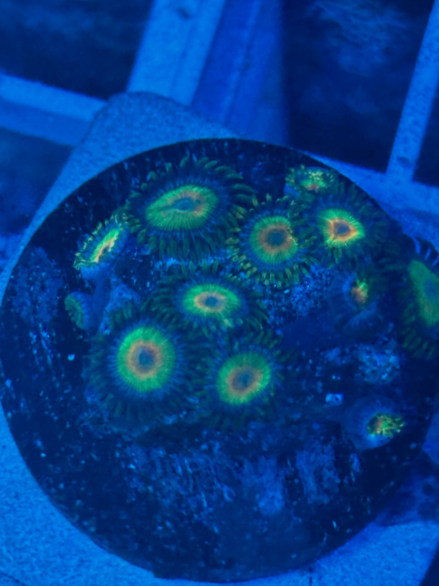 Rasta Zoanthids