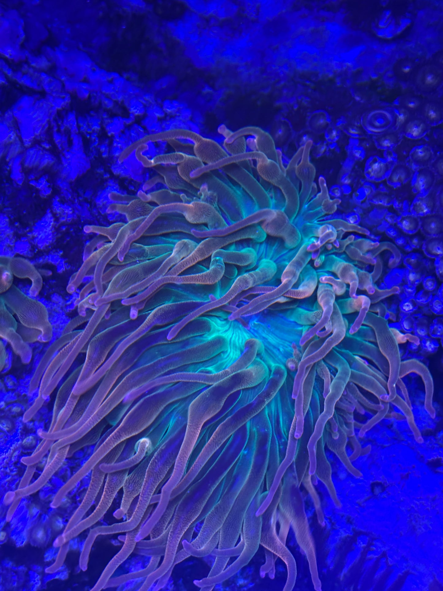 Ultra Rainbow Bubble Tip Anemone