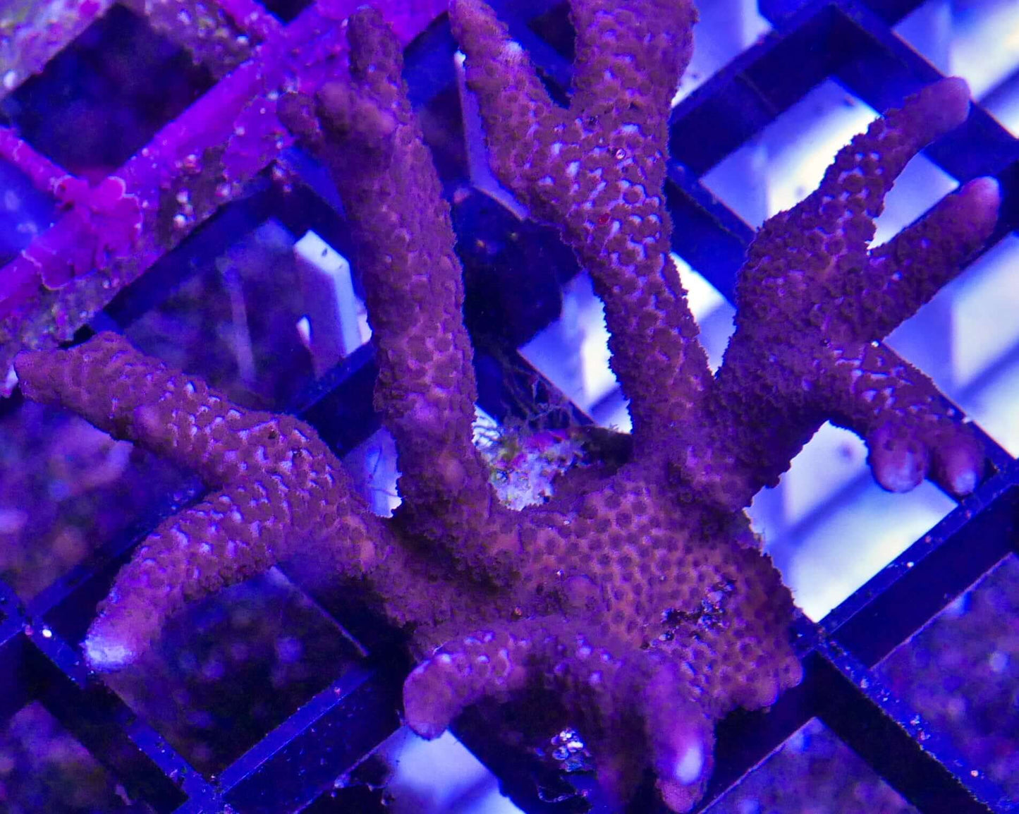 Assorted Montipora Packs