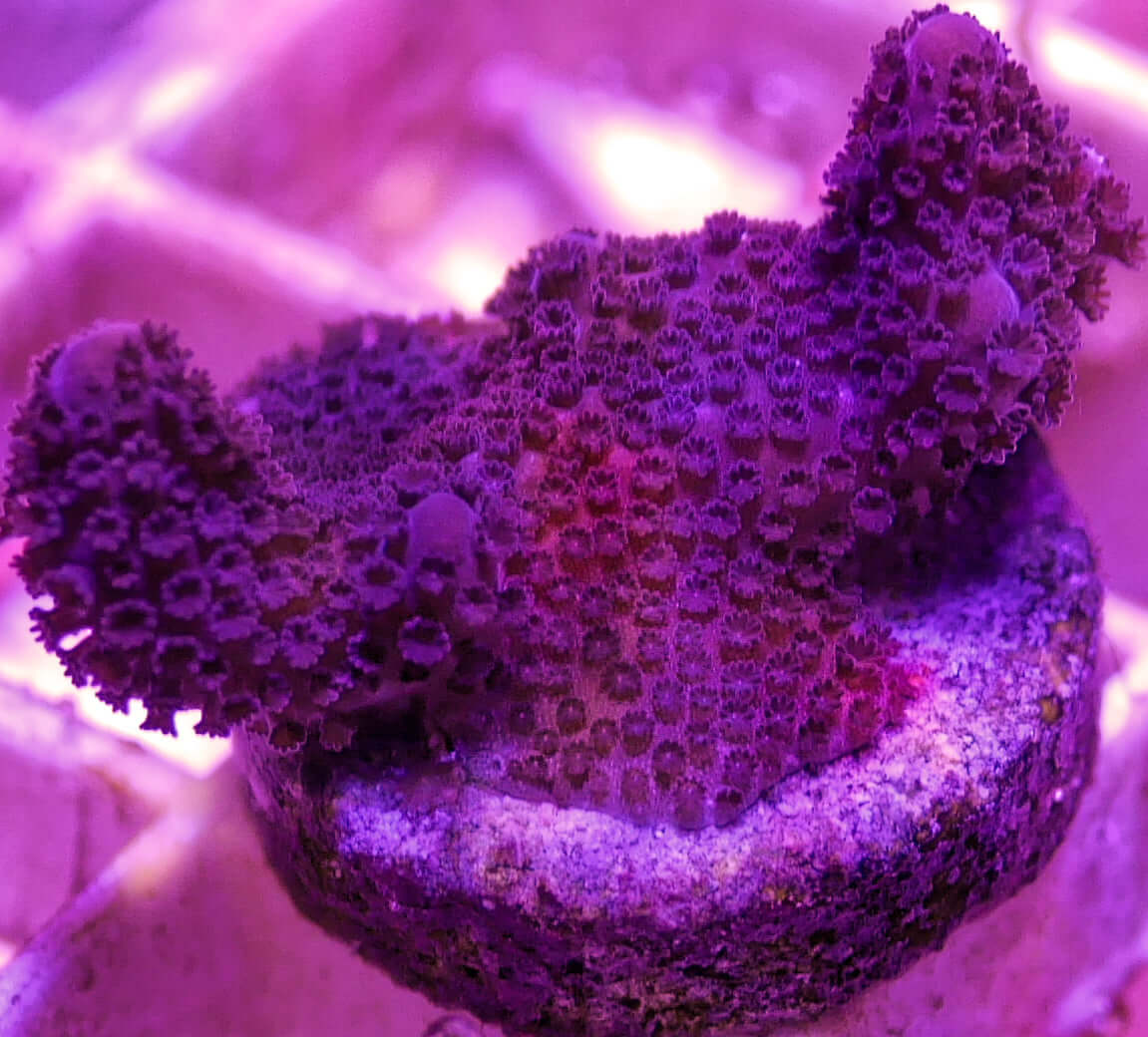 Assorted Montipora Packs