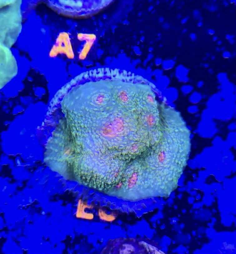 Mummy Eye Chalice - Cut To Order