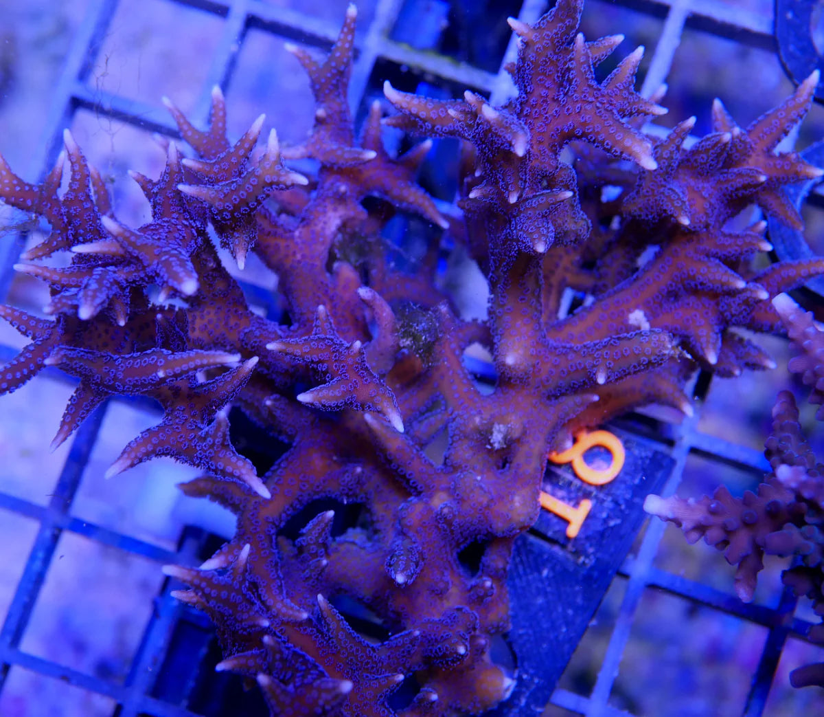 Red & Blue Polyp Birdsnest