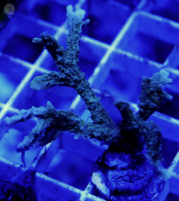 WYSWIYG Montipora 3 pack
