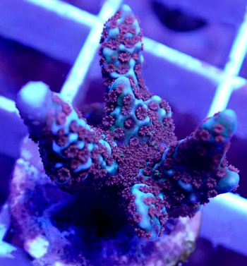 WYSIWYG – SPS Holiday Pack | First Due Aquatic Rescue