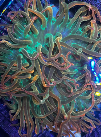 WYSIWYG Supernova After Glow Anemone