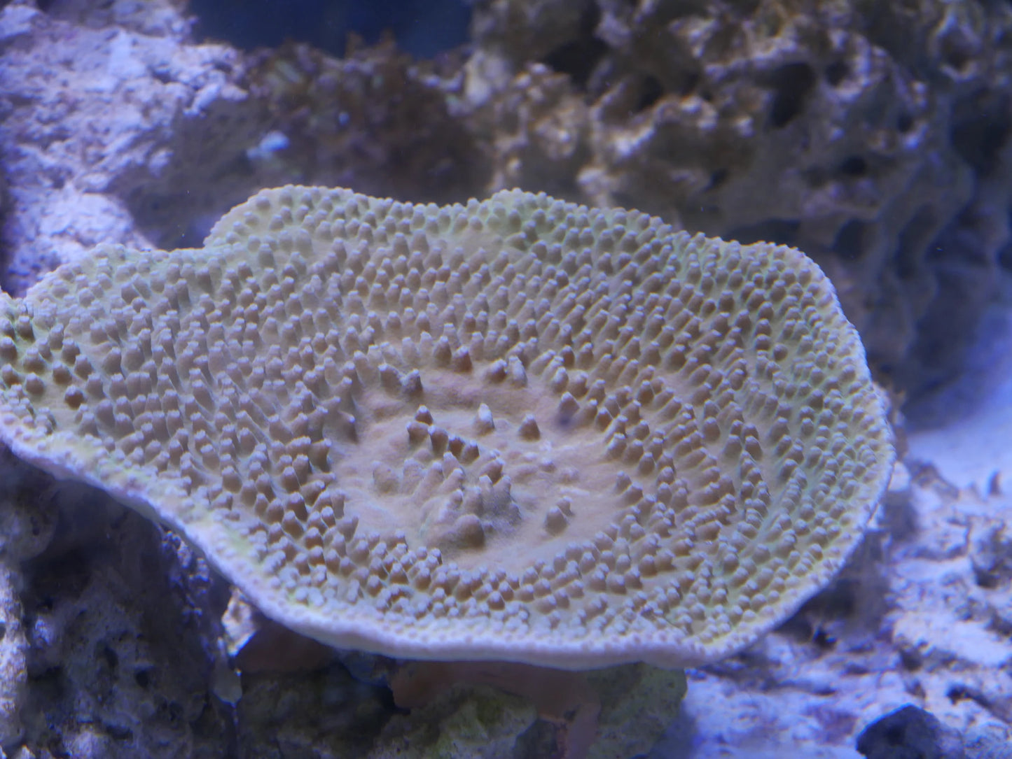 Turbinaria