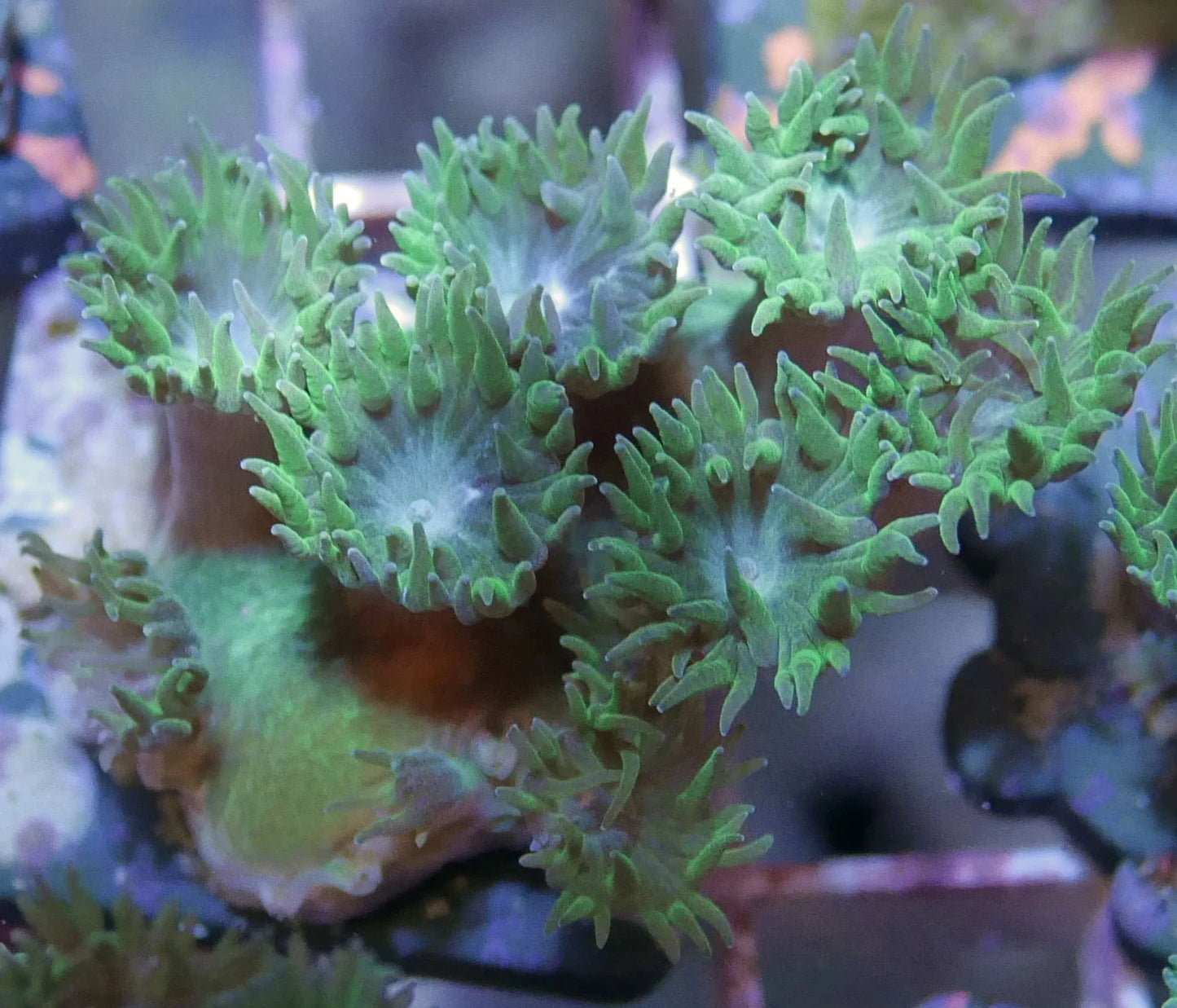 Turbinaria