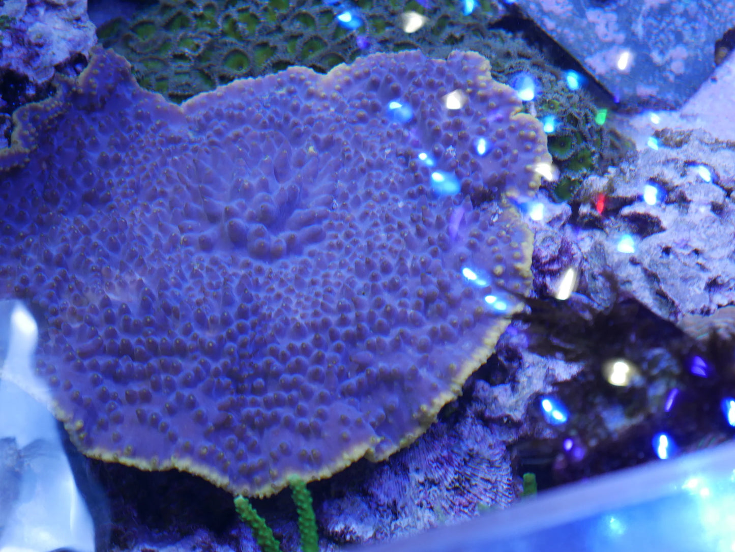 Turbinaria