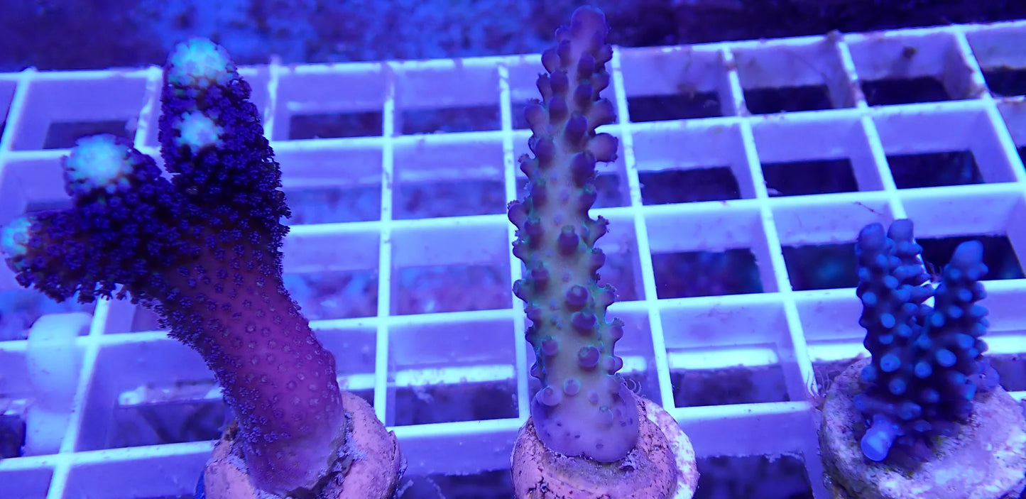 WYSIWYG - SPS SURGE! (3 PACK) | First Due Aquatic Rescue