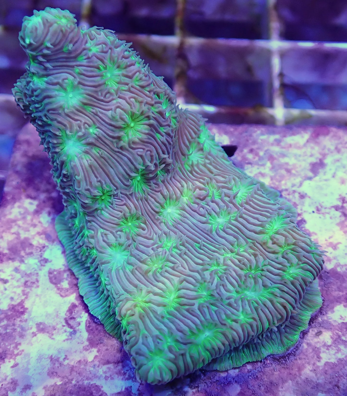 Encrusting Hydnophora