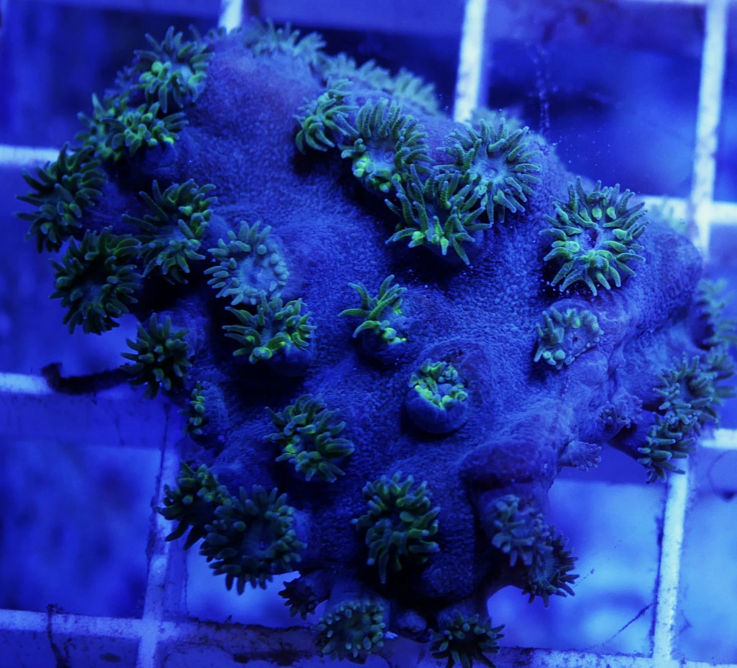 WYSIWYG – The Plating Trio | First Due Aquatic Rescue