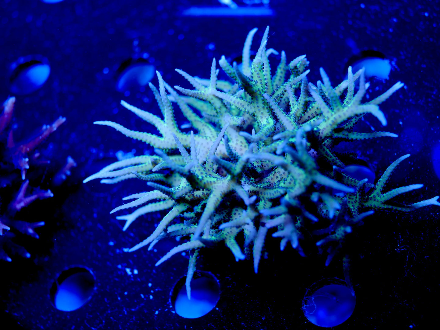 Bright Green & Blue Polyp Birdsnest