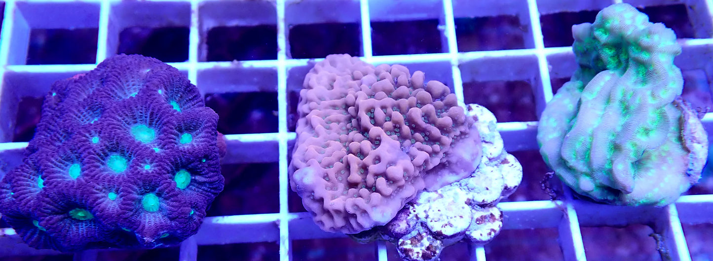 Mixed Reef (3 Pack)