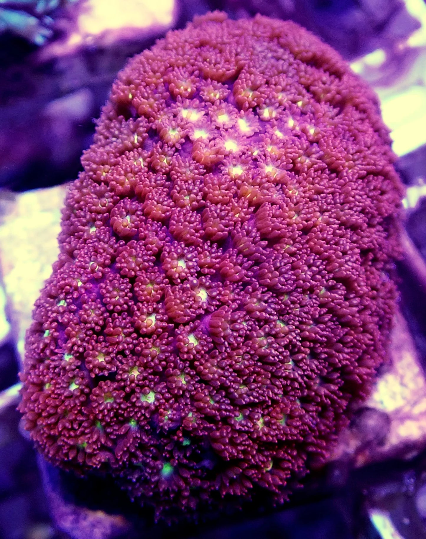 Red & Blue Polyp Birdsnest