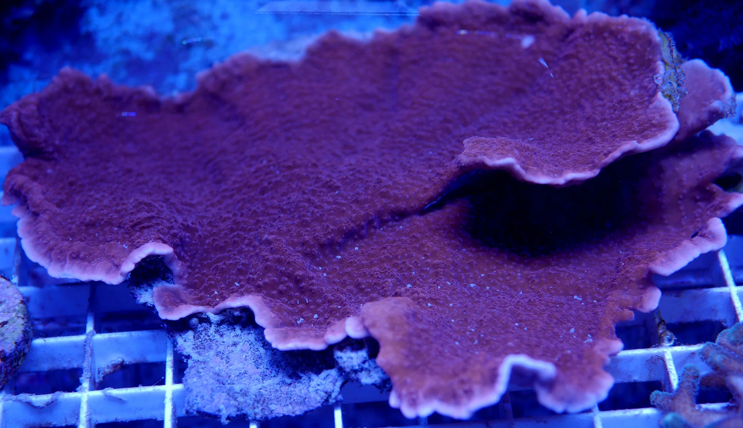 Plating Montipora Colony