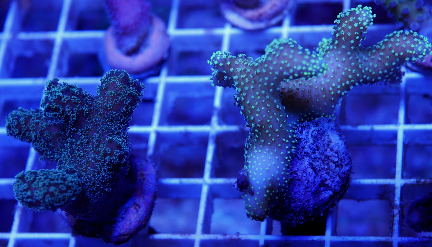 Electric Glow Sticks (2 Pack