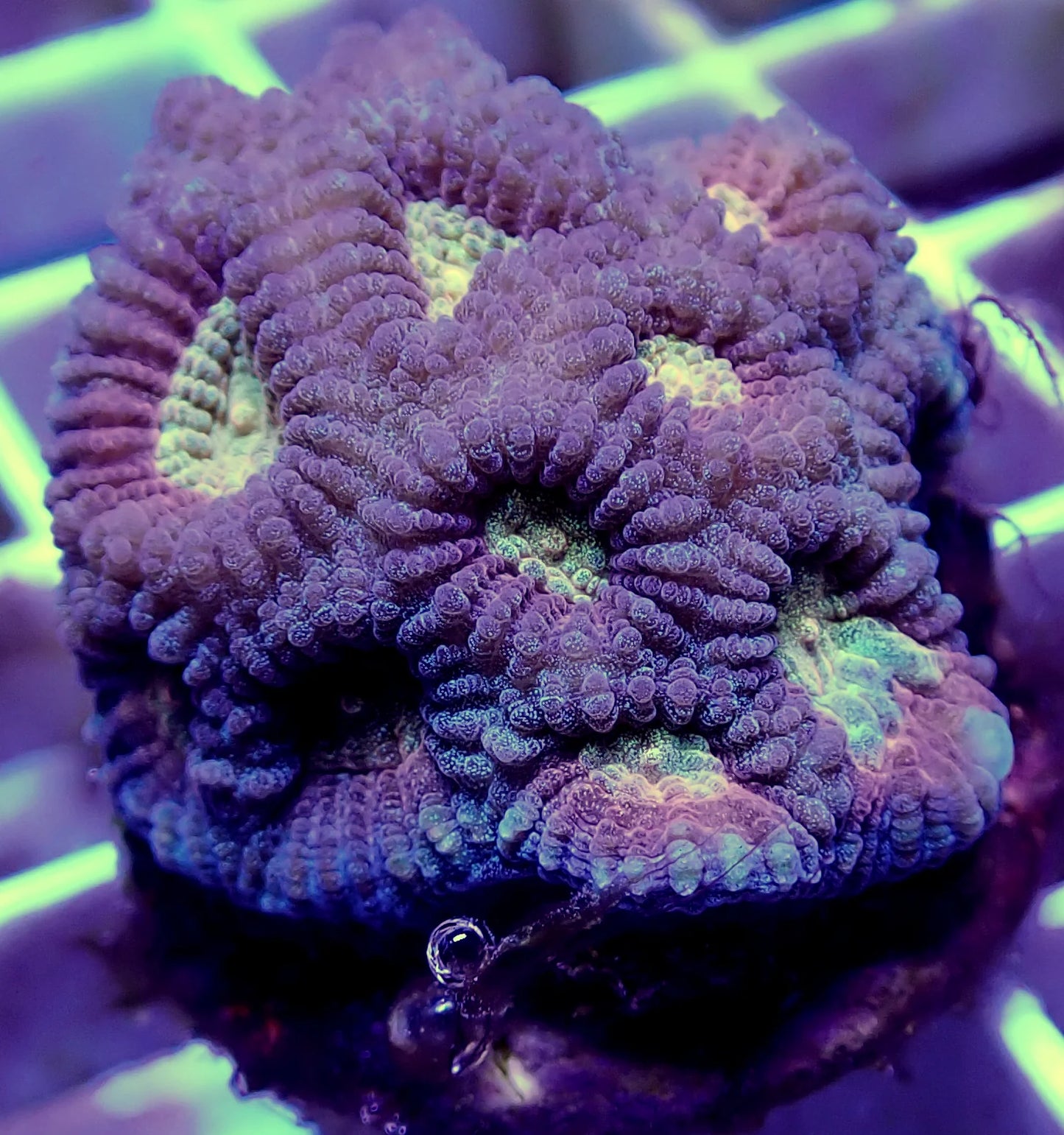 Ventura Sunrise Favia