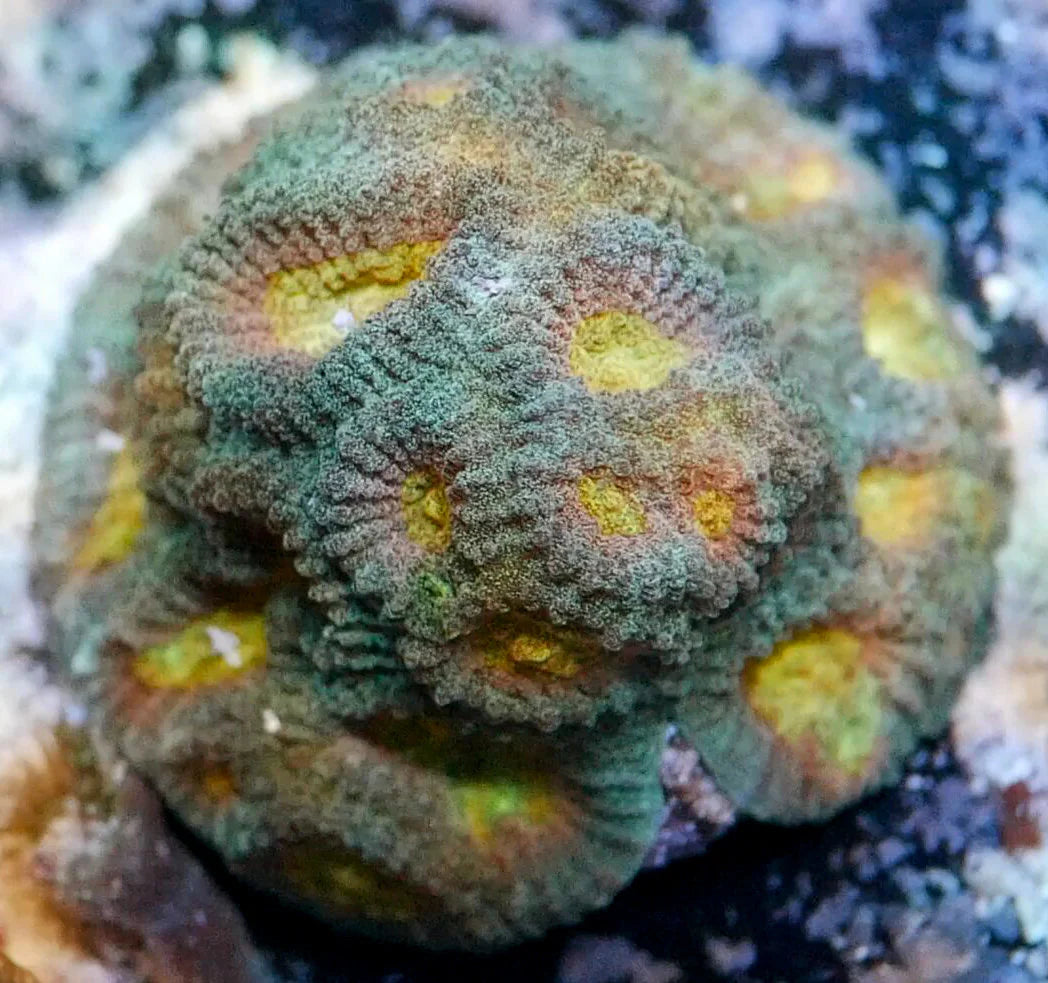 Ventura Sunrise Favia