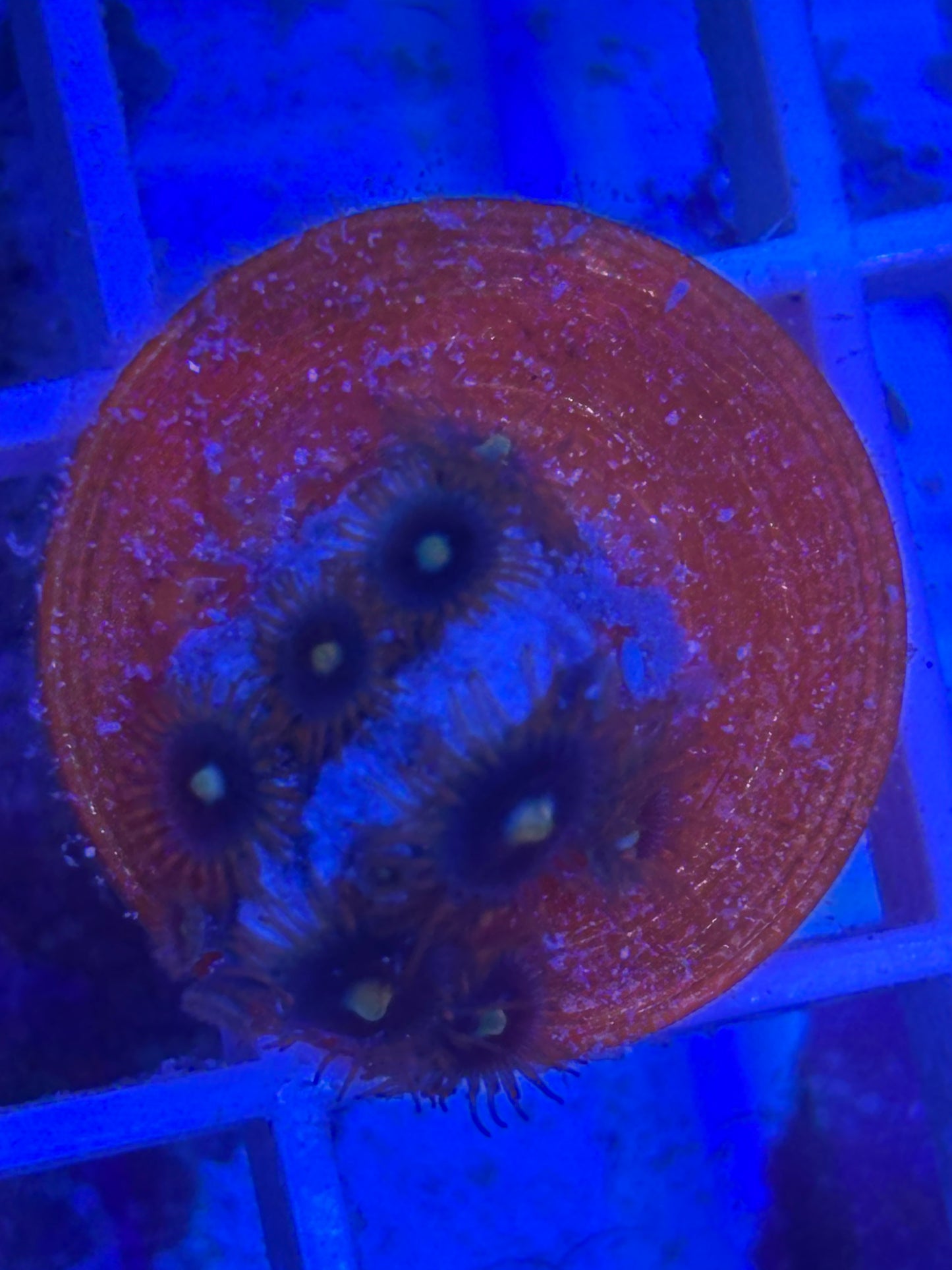 Zoanthids