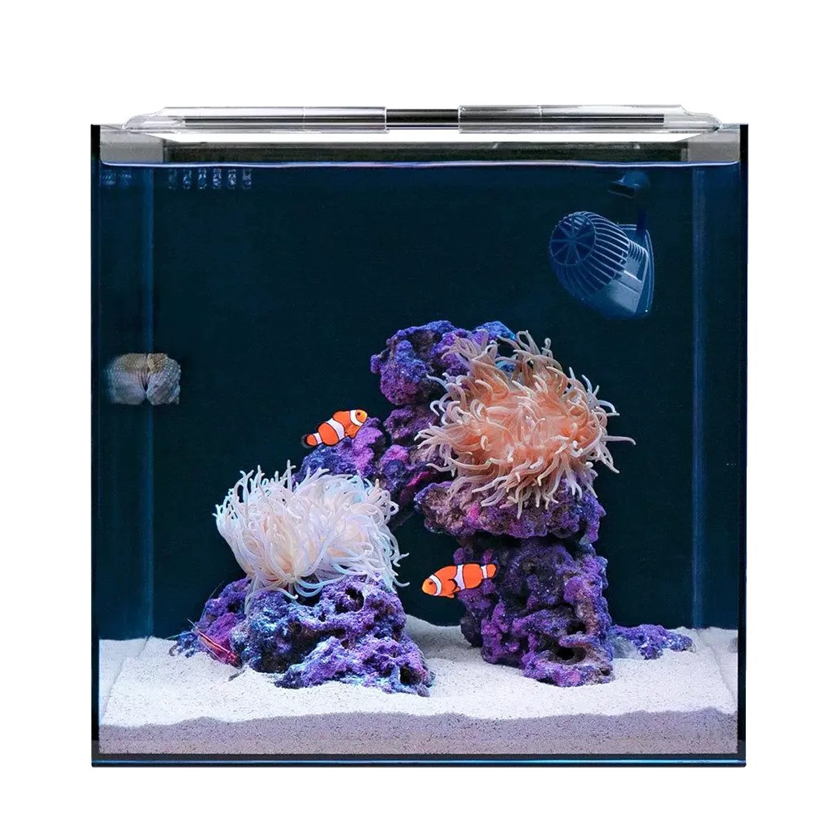 Clownfish & Anemone Aquarium Kit