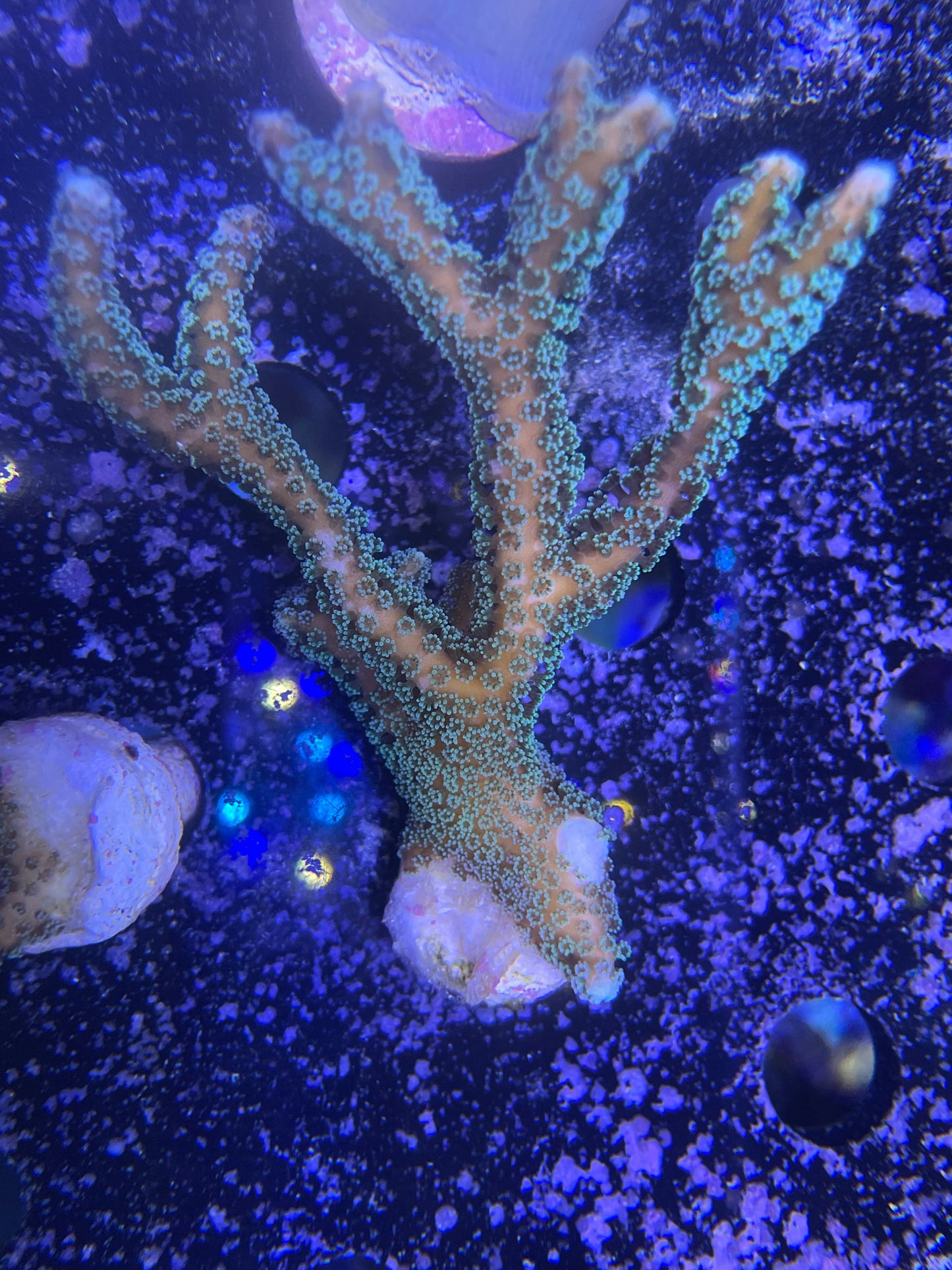 WYSIWYG – Green Birdsnest (Seriatopora caliendrum) | First Due Aquatic Rescue