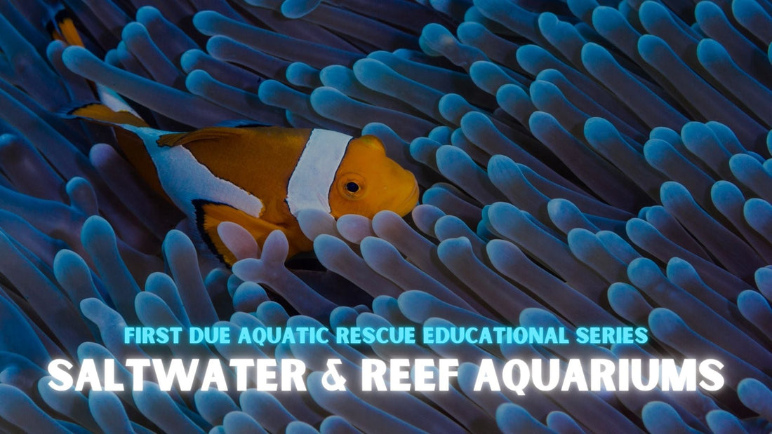 Your First Day in the Saltwater Aquarium World: What to Expect and Where to Begin